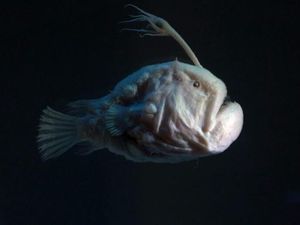 Mengapa Ikan Anglerfish Muncul ke Permukaan? Simak Penjelasannya Mengapa Ikan Anglerfish Muncul ke Permukaan? Simak Penjelasannya