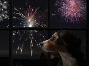 Hewan Peliharaan Bisa Stres Saat Mendengar Suara Kembang Api, Mengapa? Hewan Peliharaan Bisa Stres Saat Mendengar Suara Kembang Api, Mengapa?