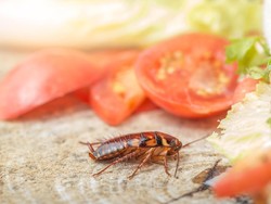 Penyebab Kecoa Masuk Rumah dan Cara Alami Menangkalnya
