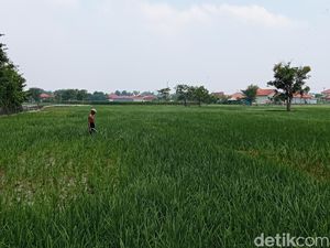 Kementerian PU Mulai Terapkan Sistem IPHA di Lahan Pertanian Cirebon Kementerian PU Mulai Terapkan Sistem IPHA di Lahan Pertanian Cirebon