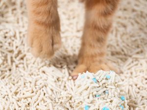 Nggak Ribet, Begini 3 Cara Hilangkan Bau Pipis Kucing di Rumah