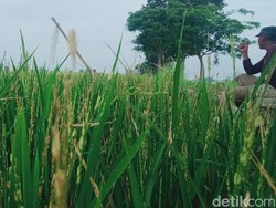 Petani Klaten Babat Padi buat Pakan Sapi gegara Hama Tikus-Burung Pipit