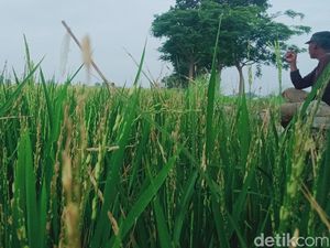Petani Klaten Babat Padi buat Pakan Sapi gegara Hama Tikus-Burung Pipit Petani Klaten Babat Padi buat Pakan Sapi gegara Hama Tikus-Burung Pipit