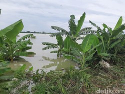 20 Titik Tanggul Sungai Wulan di Undaan Kudus Kritis!