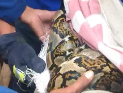 Hiii! Ular 3,5 Meter Ngumpet di Tumpukan Kayu Ngestiharjo Bantul