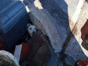 Dramatis, Damkar Karangasem Selamatkan Anjing Terjebak di Gorong-gorong Dramatis, Damkar Karangasem Selamatkan Anjing Terjebak di Gorong-gorong