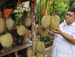 Manis Legit Durian Lokal Kedung Arum, Favorit Warga Kuningan