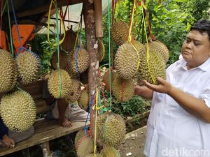 Manis Legit Durian Lokal Kedung Arum, Favorit Warga Kuningan Manis Legit Durian Lokal Kedung Arum, Favorit Warga Kuningan