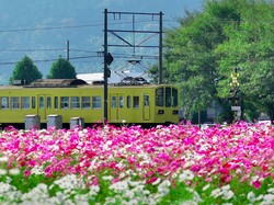 Kampai! Serunya Naik Kereta Jepang Ditemani 12 Merk Sake Lokal
