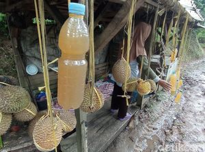Menenggak Manisnya Lahang, Minuman Legendaris yang Jarang Ditemui Menenggak Manisnya Lahang, Minuman Legendaris yang Jarang Ditemui