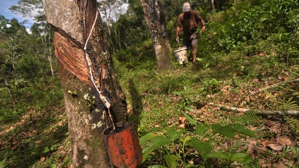 Luas Lahan Perkebunan Karet di RI Terus Berkurang Luas Lahan Perkebunan Karet di RI Terus Berkurang