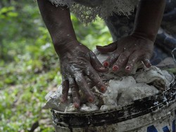 Ada Peremajaan Kebun, Petani Karet di Desa Ini Bisa Genjot Produksi