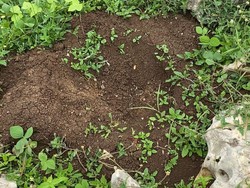 21 Pohon Alpukat di Pantai Serit Blitar Hilang Diduga Dicuri