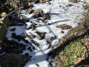 Wiih Sungai Susu Beneran Ada, Begini Ceritanya