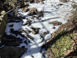 Wiih Sungai Susu Beneran Ada, Begini Ceritanya