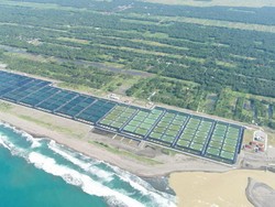 Pemerintah Mau Bangun Tambak Udang Modern di Sumba Timur Senilai Rp 7,5 T