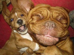 Aksi Gemas Para Hewan Narsis Depan Kamera