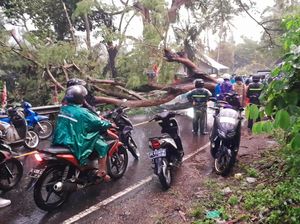 Pohon Raksasa Tumbang di Jalur Amlapura-Denpasar, Macet Parah 1 Km