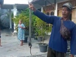 Hiii! Kobra 1 Meter Ngumpet di Bawah Kasur Rumah Pak Polisi Klaten