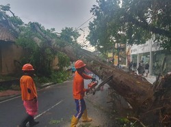 Pohon Tumbang Tutup Akses Jalan hingga Timpa Hotel di Ubud