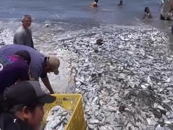 Panen Berlimpah, Nelayan di Bengkulu Jual Ikan Rp 5.000 Per Karung