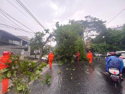 Hujan Deras Disertai Angin Kencang Tumbangkan Pohon di Langsep Malang
