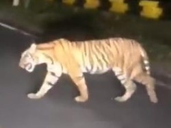 Teror Harimau di Lampung Bikin Warga Diimbau Pakai Topi Terbalik
