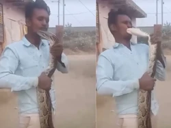 Viral Video Pemuda Dicium Ular Piton Saat Bikin Konten, Nasibnya?