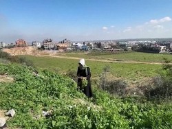 Krisis Makanan, Warga Gaza Terpaksa Makan Rumput hingga Pakan Ternak