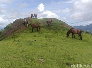 Menikmati Hawa Dingin-Merdunya Kicau Burung di Hutan Lindung Timau NTT Menikmati Hawa Dingin-Merdunya Kicau Burung di Hutan Lindung Timau NTT