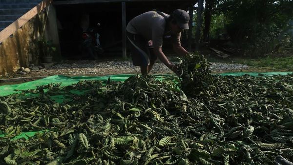 Melihat Proses Pengolahan Daun Kratom di Kalimantan Barat