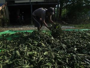 Waduh! Kratom Asal RI Terancam Kena Hukuman dari Donald Trump Waduh! Kratom Asal RI Terancam Kena Hukuman dari Donald Trump