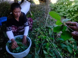 Mengenal Tanaman Kratom yang Diperintahkan Jokowi Jadi Komoditas Ekspor
