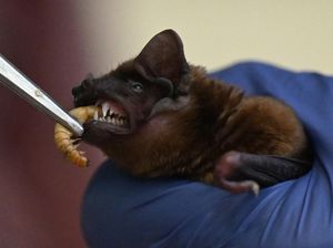 Saran Ilmuwan Agar Tidak Terjadi Pandemi Lagi: Jangan Ganggu Kelelawar! Saran Ilmuwan Agar Tidak Terjadi Pandemi Lagi: Jangan Ganggu Kelelawar!