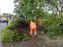 Banyak Pohon Tumbang Imbas Hujan Disertai Angin Kencang di Surabaya