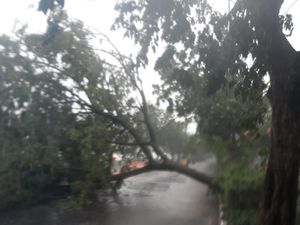Berikut 15 Titik Pohon Tumbang Akibat Hujan Angin di Kota Surabaya