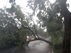 Berikut 15 Titik Pohon Tumbang Akibat Hujan Angin di Kota Surabaya