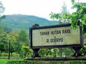 Tahura Raden Soerjo: Surga Tersembunyi di Jawa Timur Tahura Raden Soerjo: Surga Tersembunyi di Jawa Timur