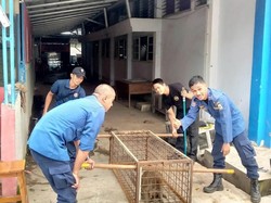 Damkar Pandeglang Evakuasi Monyet Liar dari Permukiman Warga