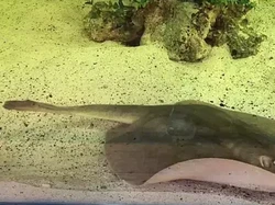 Hiu Diduga Hamili Ikan Pari, kok Bisa?