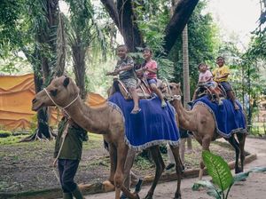 Hebat, Kebun Binatang Surabaya Bisa Bertahan dan Bangkit dari Pandemi Hebat, Kebun Binatang Surabaya Bisa Bertahan dan Bangkit dari Pandemi