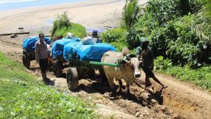 Potret Gerobak Sapi Susuri Pantai Distribusikan Logistik Pemilu di Lampung
