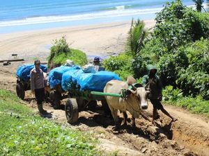 Aksi Polisi Antar Logistik Pemilu di Lampung Pakai Gerobak Sapi