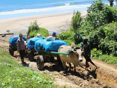 Potret Gerobak Sapi Susuri Pantai Distribusikan Logistik Pemilu di Lampung