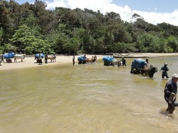Cerita Polisi Lampung Bantu Distribusi Logistik Pemilu Pakai Gerobak Sapi