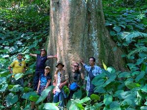 Pohon Besar Langka Ditemukan di Kawasan Hutan Pegunungan Sanggabuana Pohon Besar Langka Ditemukan di Kawasan Hutan Pegunungan Sanggabuana