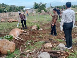 7 Sapi Warga Dompu Mati Mendadak di Kandang, Diduga Diracun