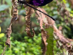 Asyiknya Belajar soal Capung Beraneka Warna di Wisata Jopuro Banyuwangi