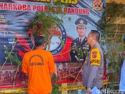 Lansia Bandung Nekat Tanam 20 Pohon Ganja di Pekarangan Rumah