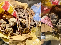 Aneh, Pelancong Bawa Oleh-oleh Mumi Monyet dari Afrika